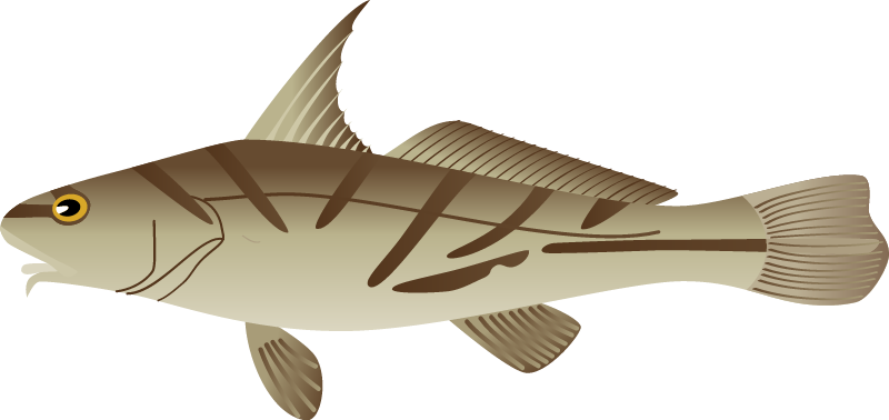 Northern Kingfish (Menticirrhus Saxatilis)