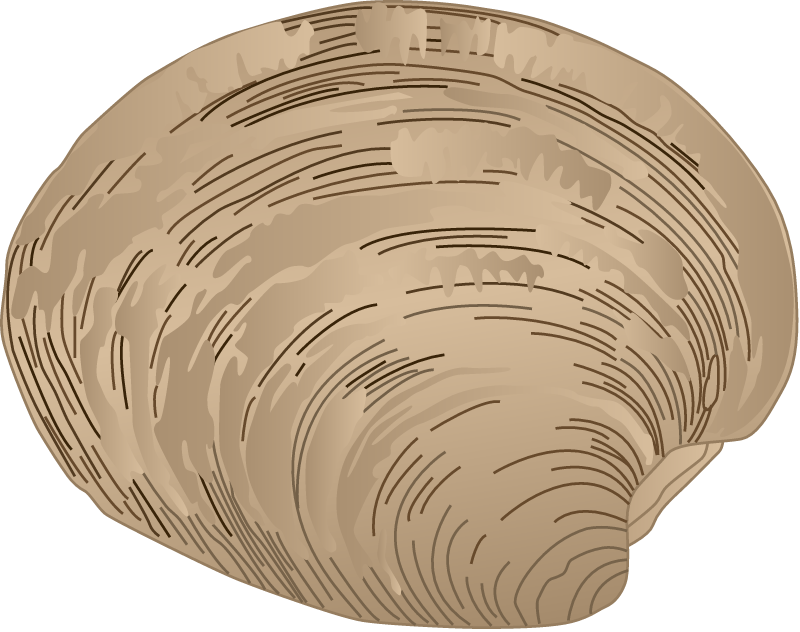 Hard Clam (Mercenaria Mercenaria)