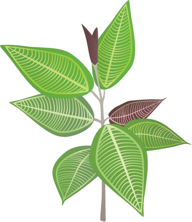 Bush Currant (Miconia Calvescens)