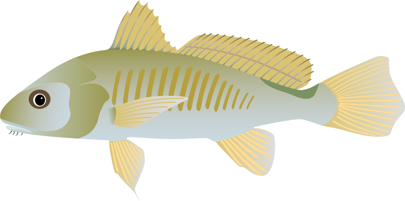 Atlantic Croaker (Micropogonias Undulatus)