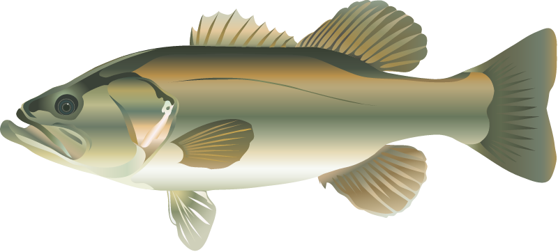 Largemouth Bass (Micropterus Salmoides)