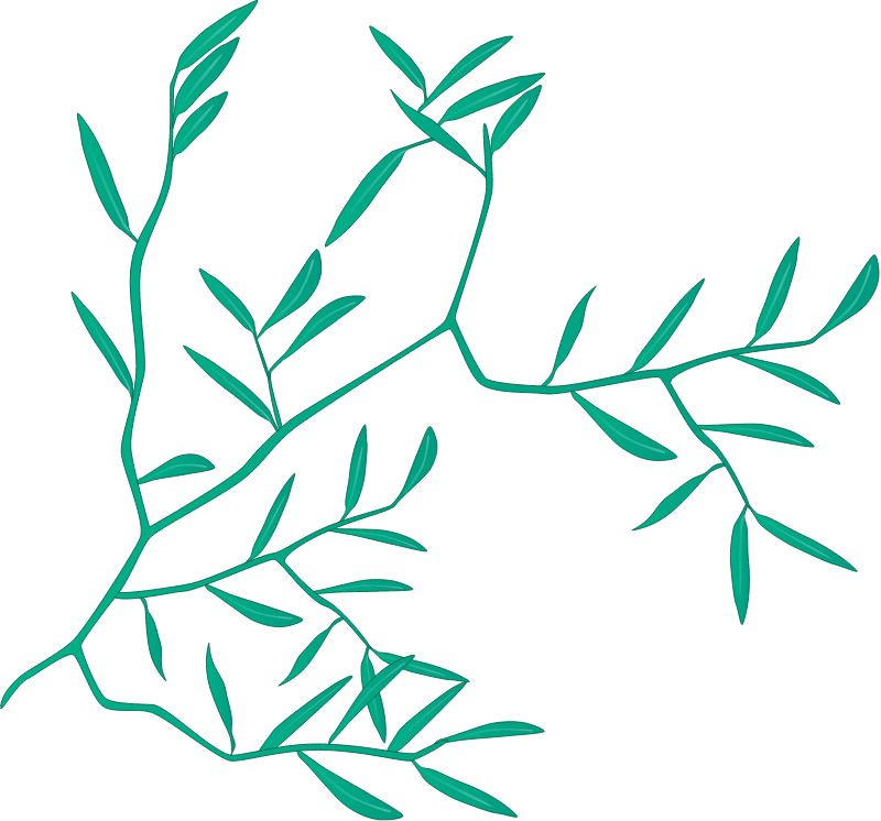 Japanese Stilt Grass (Microstegium Vimineum)