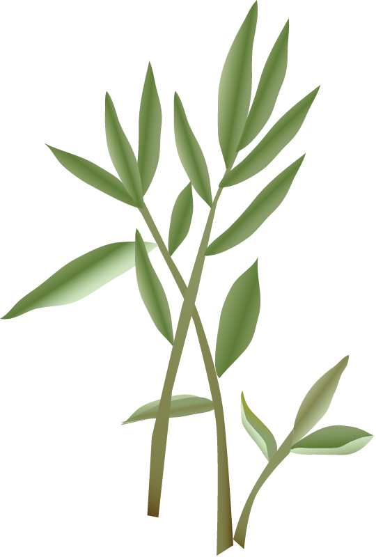 Japanese Stiltgrass (Microstegium Vimineum)
