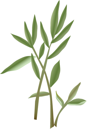 Japanese Stiltgrass (Microstegium Vimineum)