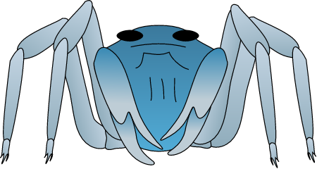 Soldier Crab (Mictyris)