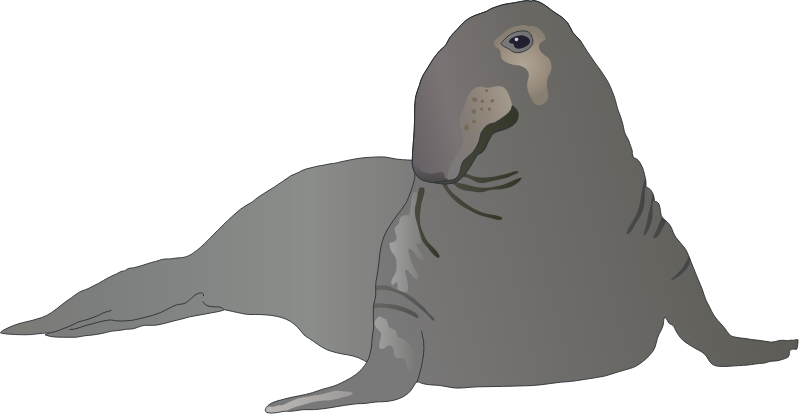 Northern Elephant Seal (Mirounga Angustirostris)