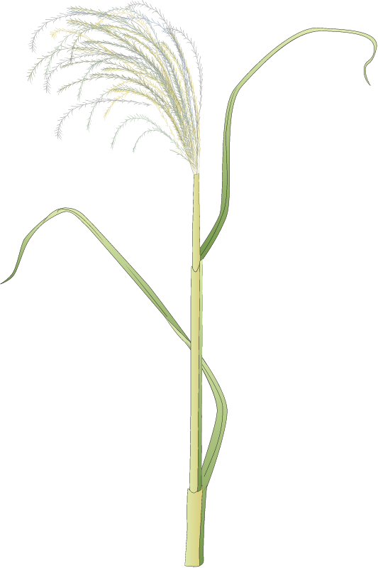 Chinese Silvergrass (Miscanthus Sinensis)