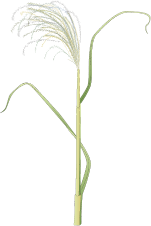 Chinese Silvergrass (Miscanthus Sinensis)