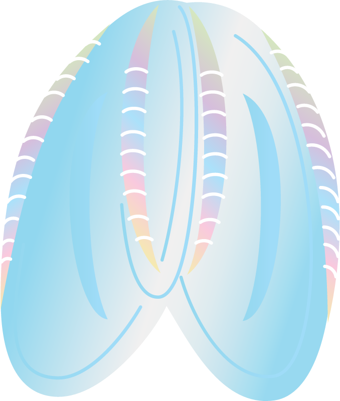 Comb Jelly (Mnemiopsis Leidyi)