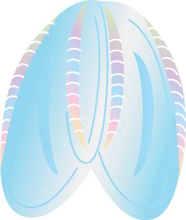 Comb Jelly (Mnemiopsis Leidyi)