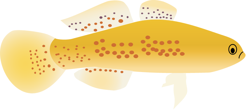 Flinders Ranges Mogurnda (Mogurnda Clivicola)