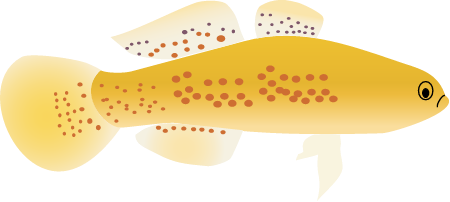 Flinders Ranges Mogurnda (Mogurnda Clivicola)