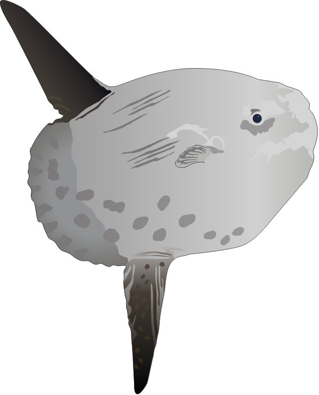 Ocean Sunfish (Mola Mola)