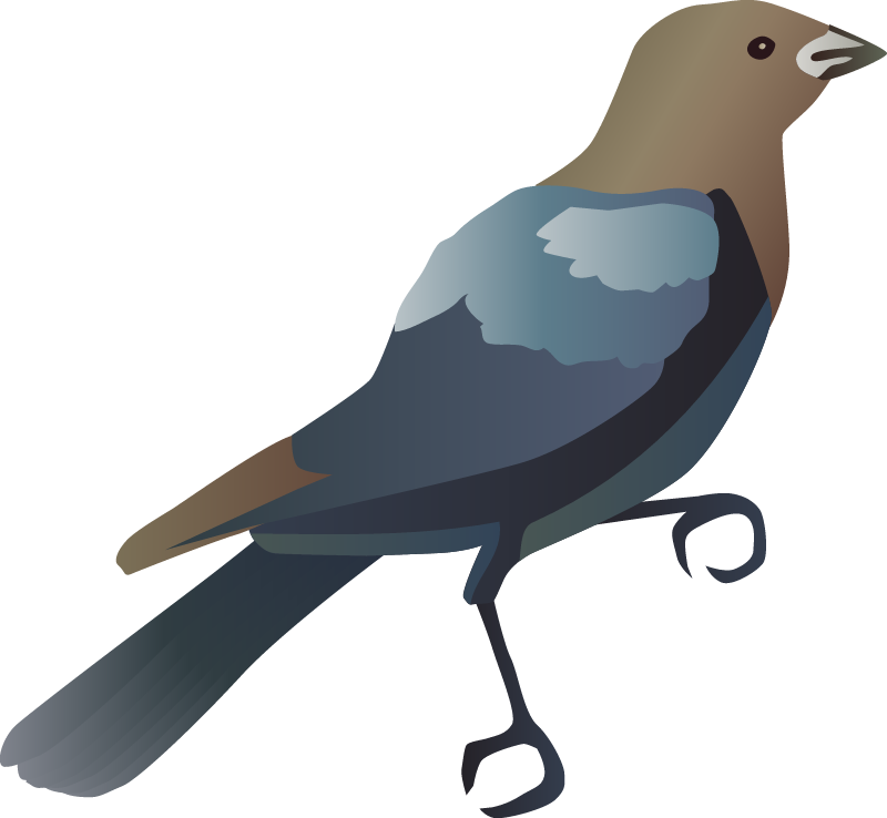 Cowbird (Molothrus)