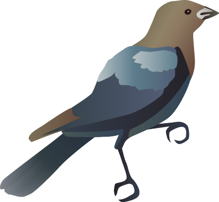 Cowbird (Molothrus)