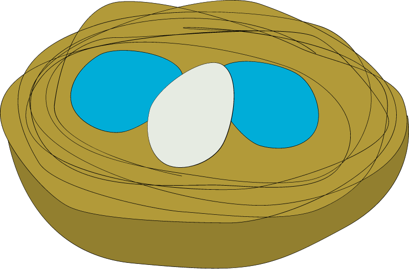 Cowbird Nest (Molothrus)
