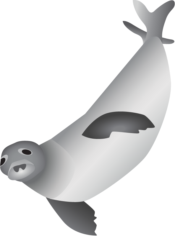 Hawaiian Monk Seal (Monachus Schauinslandi)