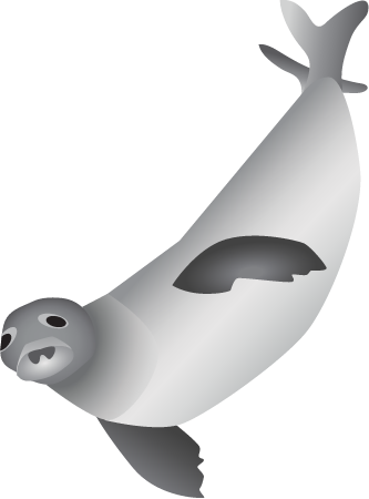 Hawaiian Monk Seal (Monachus Schauinslandi)