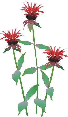 Bee Balm (Monarda)