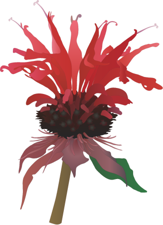 Bee Balm Flowers (Monarda)