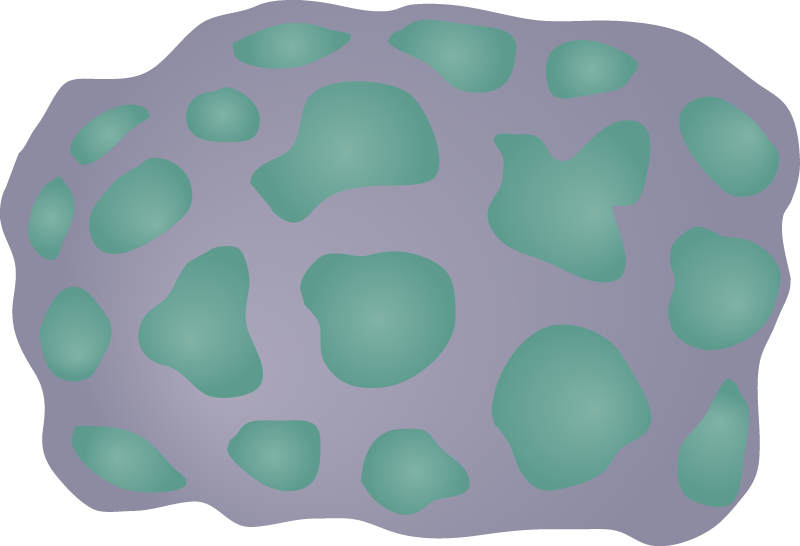 Brain Coral (Montastrea)