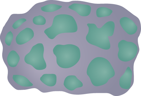 Brain Coral (Montastrea)