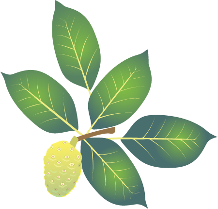 Indian Mulberry (Morinda Citrifolia)