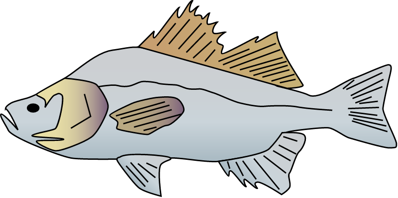 White Perch (Morone Americana)