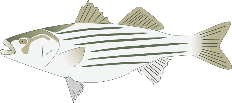 Striped Bass (Morone Saxatilis)
