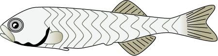 銀花鱸魚