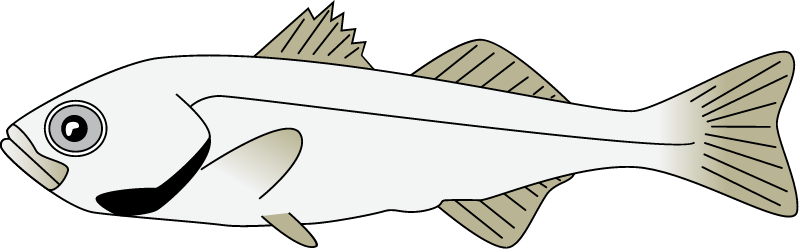 Striped Bass Juvenile (Morone Saxatilis)