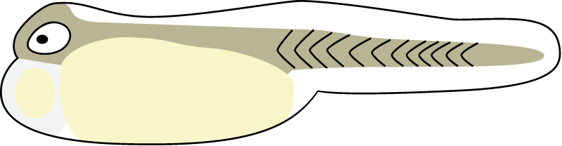 Striped Bass Yolk Sac Larvae (Morone Saxatilis)