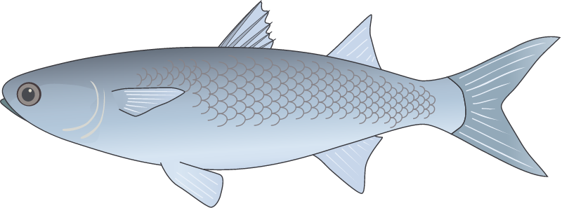 Flathead Mullet (Mugil Cephalus)