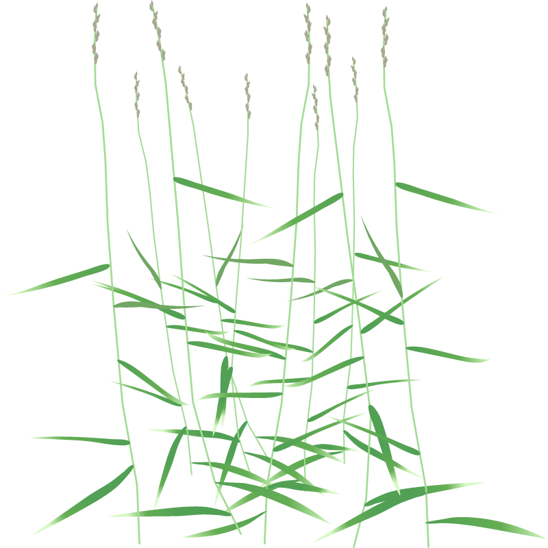 Rock Muhly (Muhlenbergia Sobolifera)
