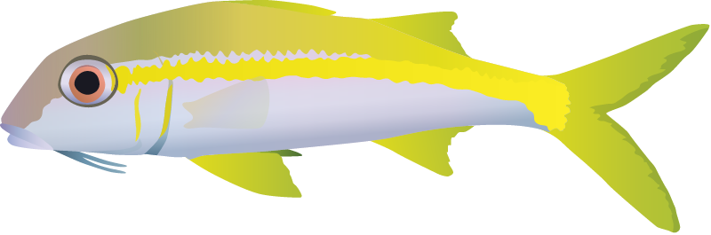Yellow Goatfish (Mulloidichthys Vanicolensis)