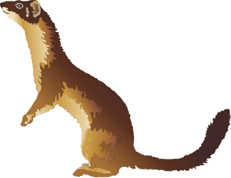 Long-tailed Weasel (Mustela Frenata)