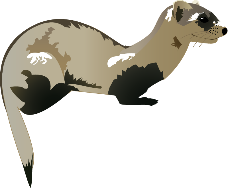 Black Footed Ferret (Mustela Nigripes)