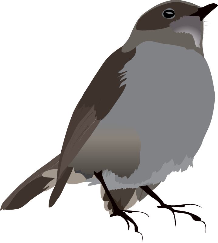 Omao (Myadestes Obscurus)