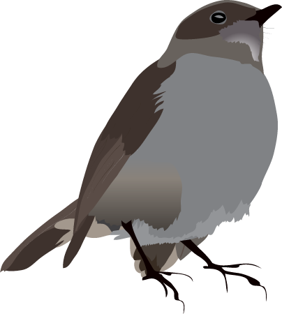 Omao (Myadestes Obscurus)