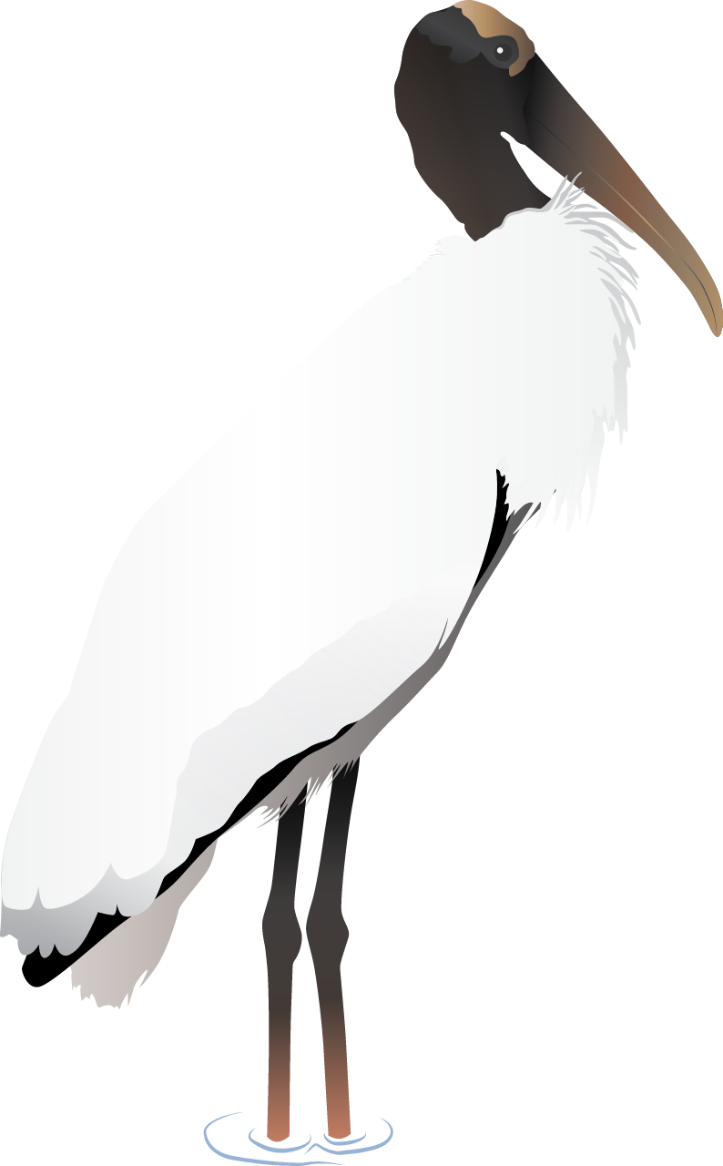 アメリカトキコウ