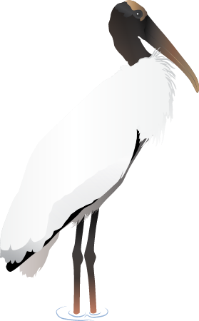 Wood Stork (Mycteria Americana)
