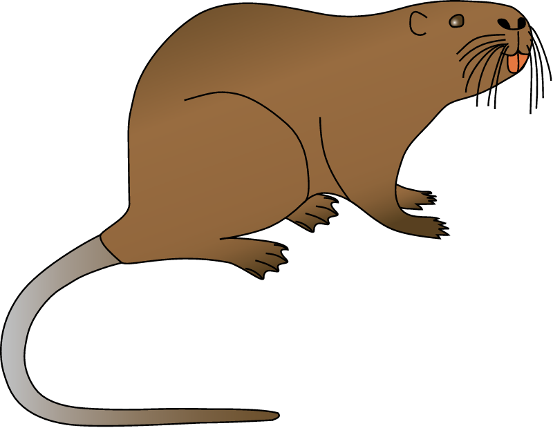 Nutria (Myocastor Coypus)