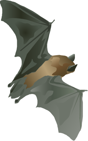 Little Brown Bat (Myotis Lucifugus)