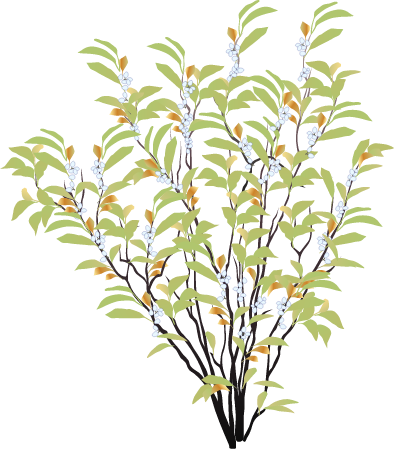 Wax Myrtle (Myrica Cerifera)