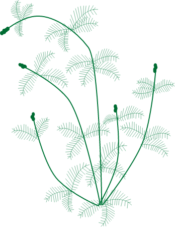 Eurasian Watermilfoil (Myriophyllum Spicatum)