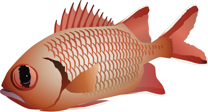 Bigeye Soldierfish (Myripristis Vittata)