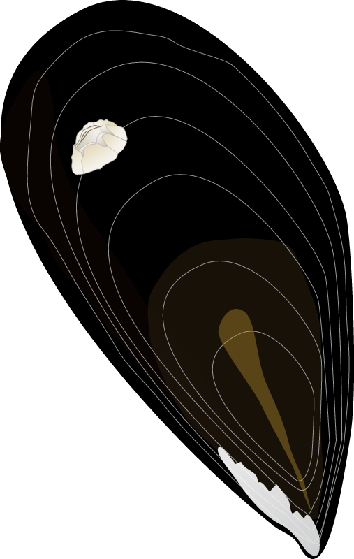 Mediterranean Mussel (Mytilus Galloprovincialis)