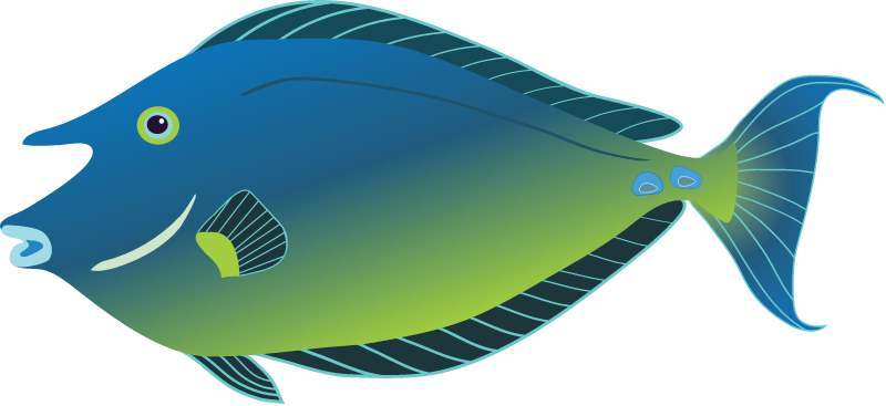 Bluespine Unicornfish (Naso Unicornis)