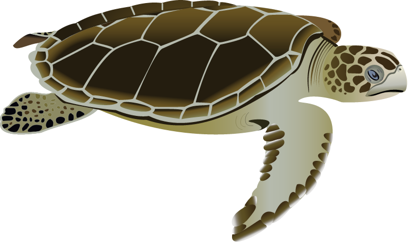 Flatback Sea Turtle Adult (Natator Depressa)