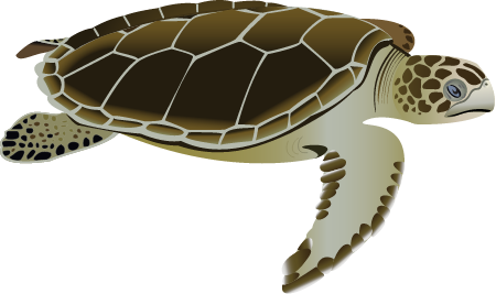 Flatback Sea Turtle Adult (Natator Depressa)